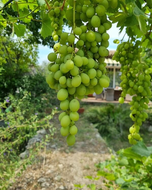 Madame Louisette discover a provencal garden