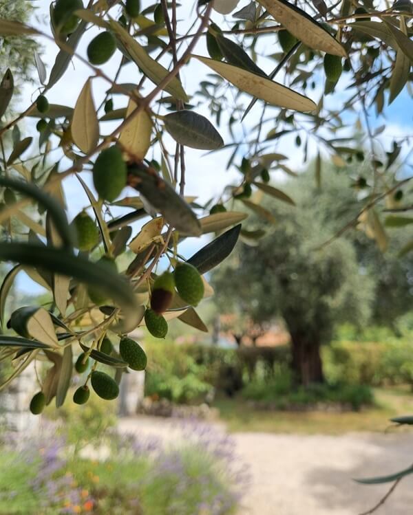 Madame Louisette Discover the provence and the french food